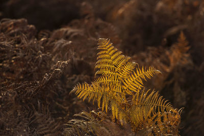 Close-up of fern leaf