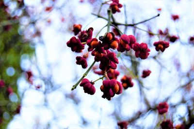 Low angle view of fruits on tree