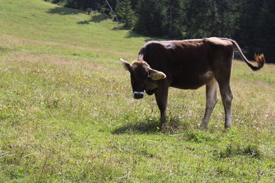 Cows standing in a field