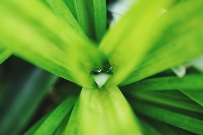 Close-up of insect on leaf
