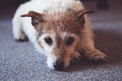Portrait of jack russell terrier puppy resting on carpet