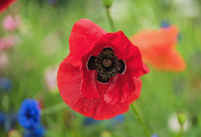 Close-up of red poppy flower