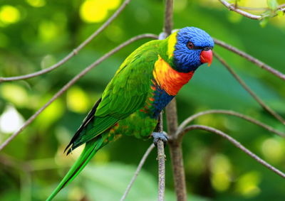 Close-up of parrot perching on tree