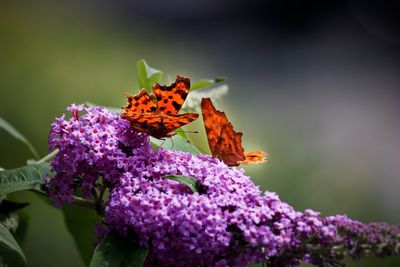 Close-up of butterflies pollinating on purple flowers