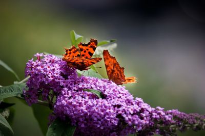 Close-up of insect on purple flower