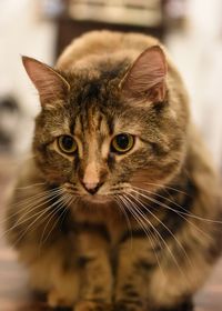 Close-up portrait of a cat