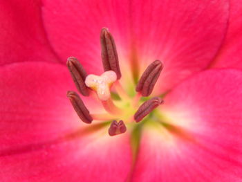 Close-up of pink flower