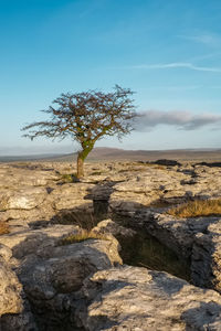 Lone tree on rock against sky on the slopes of ingleborough in england 