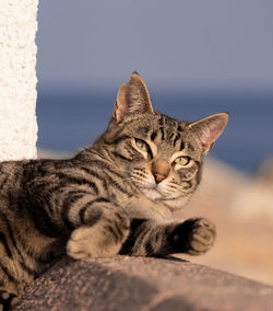 Close-up of a cat looking away