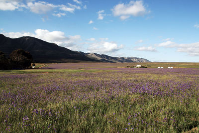 Scenic view of field against sky