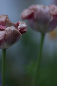 Close-up of flower against blurred background