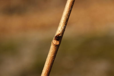 Close-up of rusty metal on wood