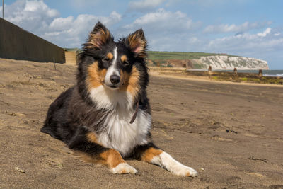 Portrait of dog sitting on beach