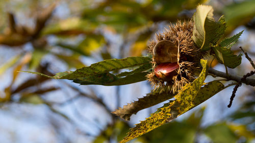 Close-up of insect on plant