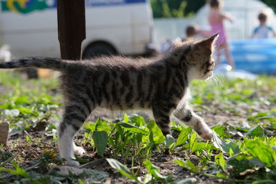 Cat looking away on field