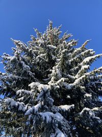 Low angle view of snow covered tree against sky
