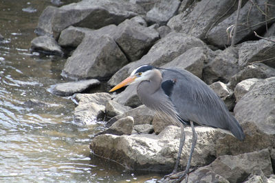 High angle view of gray heron perching on rock