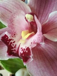 Close-up of pink orchid