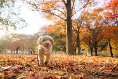 View of a dog sitting in forest