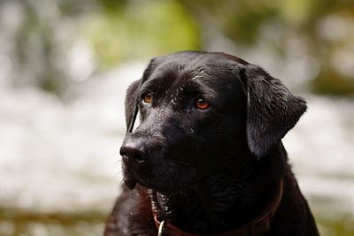 Close-up of labrador retriever