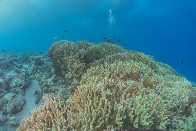 Coral reef and water plants at the tubbataha reefs, philippines