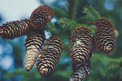 Close-up of pine cones on tree