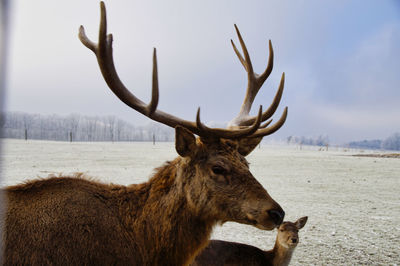 Deer on a land