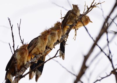 Low angle view of bird perching on branch