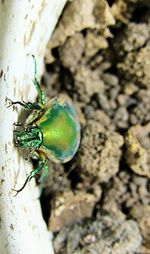 Close-up of insect on rock