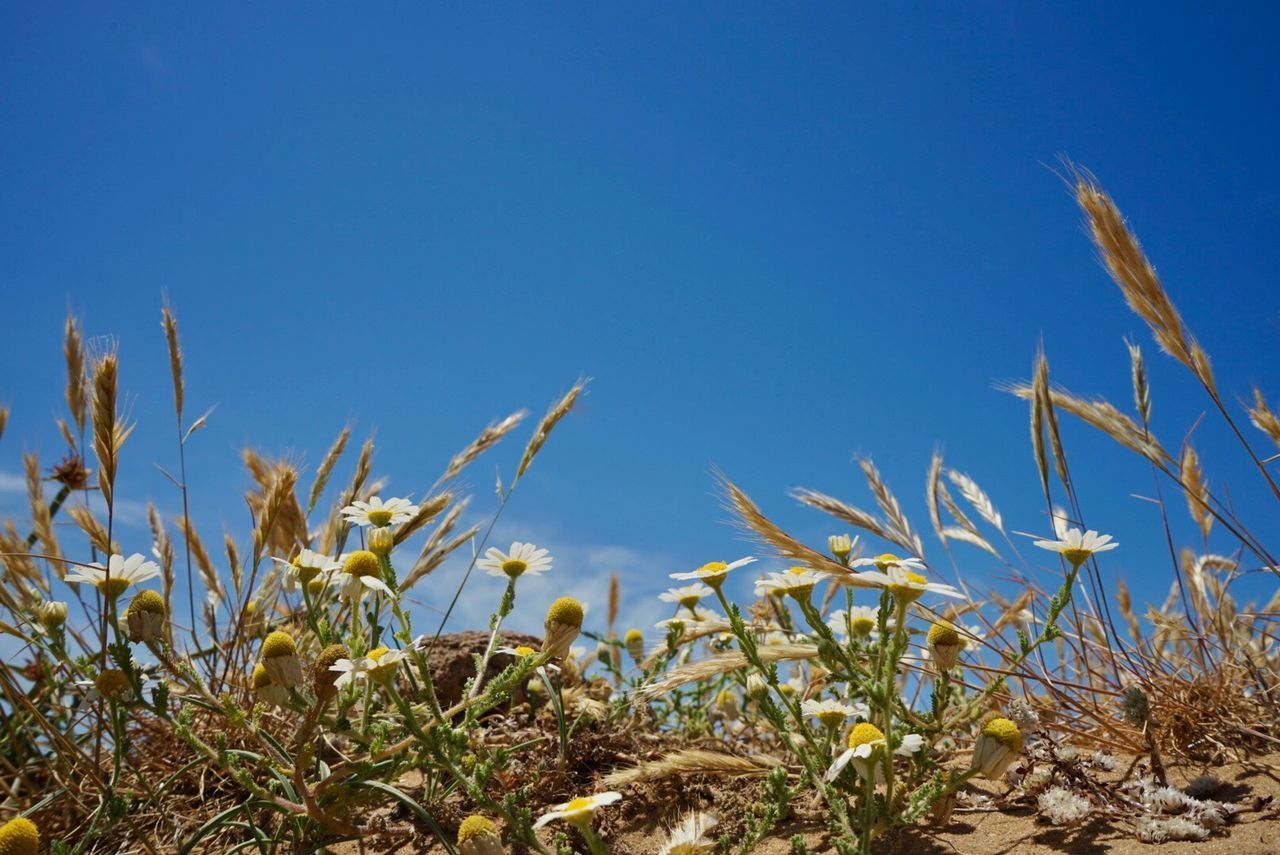 LOW ANGLE VIEW OF CROPS AGAINST CLEAR BLUE SKY