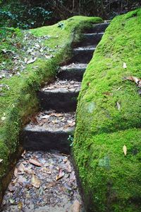 Footpath amidst trees