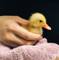 Close-up of baby hand holding bird