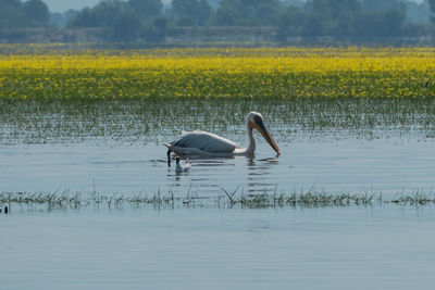 White pelican swimming in a lake