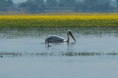 Bird in a lake