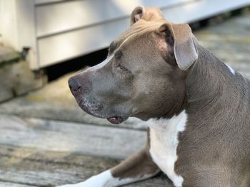 Close-up of dog looking away