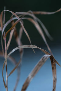 Close-up of a plant against blurred background