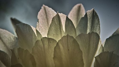 Close-up of succulent plant leaves