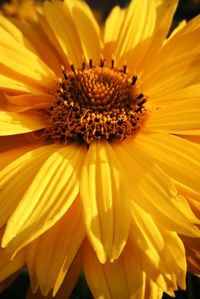 Close-up of sunflower blooming outdoors