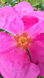 Close-up of pink hibiscus blooming outdoors