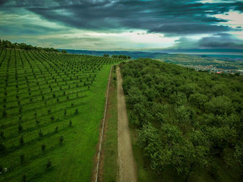 Scenic view of agricultural field against sky