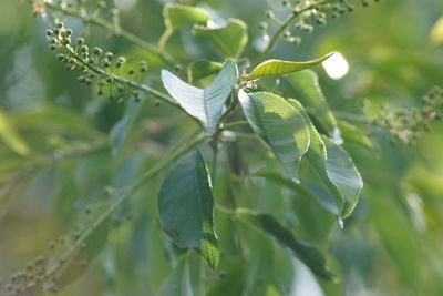 Close-up of green leaves on branch