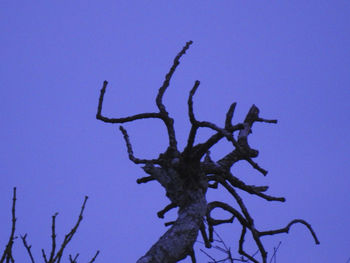 Low angle view of bare tree against clear sky