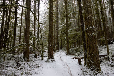 Trees in snow covered forest