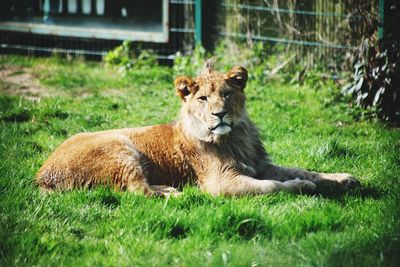 Cat resting on grass in zoo