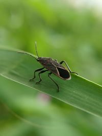 Close-up of insect on leaf