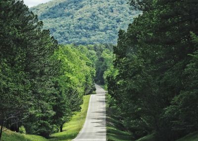 Footpath amidst trees in forest