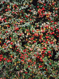 High angle view of red flowering plants