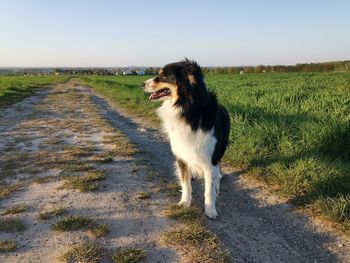 Dog on road amidst field against sky