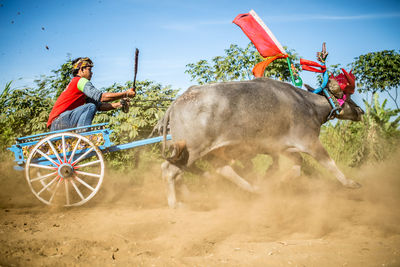 Horse cart on road