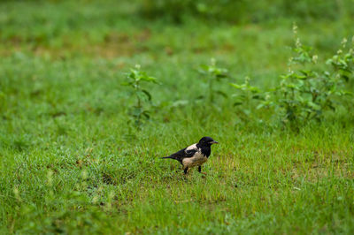 Bird perching on a field